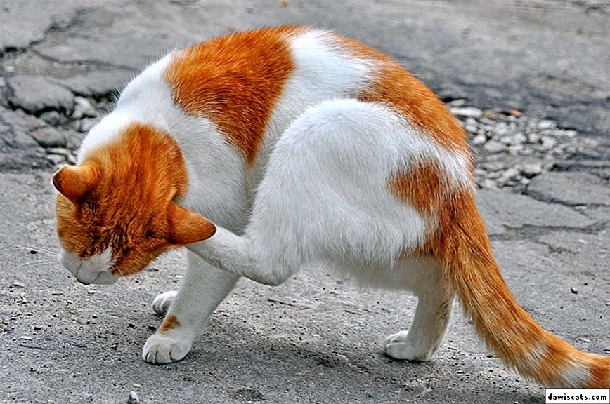 ทำไมเราจึงต้องป้องกันหมัดให้น้องแมวเป็นประจำ ทำไมเราจึงต้องป้องกันหมัดให้น้องแมวเป็นประจำ